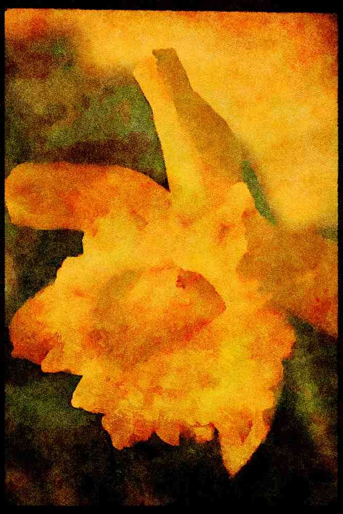 Wild Flowers Plants 013107 Yellow Daffodil A4 Limited Edition Watercolour Print