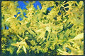 Wild Flowers Plants 013109 Yellow Forsythia A4 Limited Edition Watercolour Print