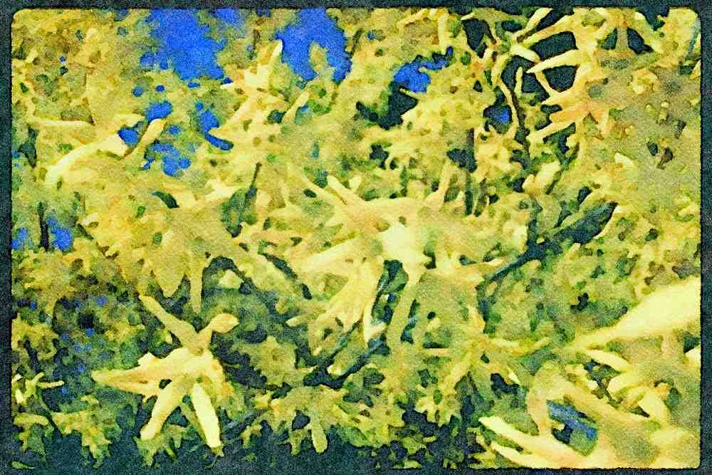 Wild Flowers Plants 013109 Yellow Forsythia A4 Limited Edition Watercolour Print