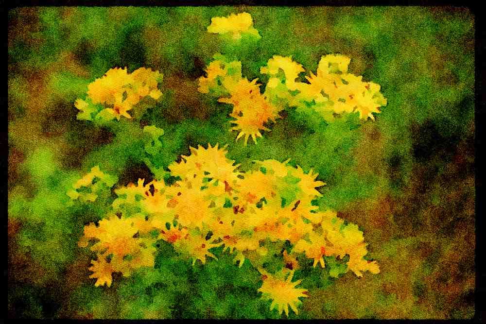 Wild Flowers Plants 013110 Yellow Tansy A4 Limited Edition Watercolour Print