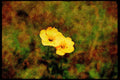 Wild Flowers Plants 013112 Yellow Buttercups A4 Limited Edition Watercolour Print