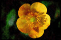 Wild Flowers Plants 013113 Single Yellow Buttercup A4 Limited Edition Watercolour Print