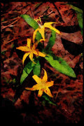 Wild Flowers Plants 013114 Yellow Lilies A4 Limited Edition Watercolour Print