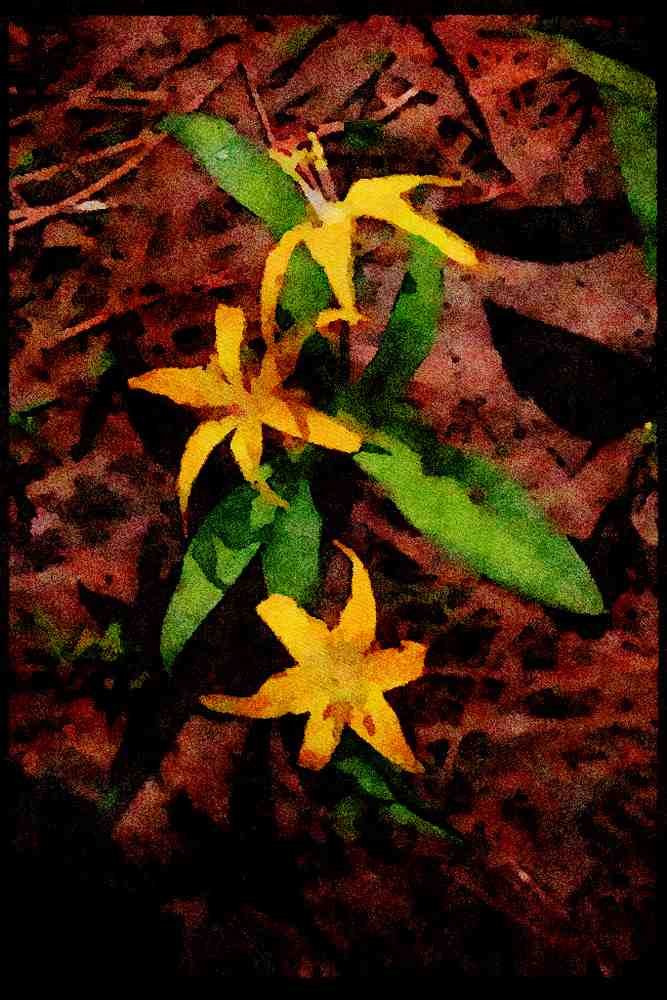 Wild Flowers Plants 013114 Yellow Lilies A4 Limited Edition Watercolour Print