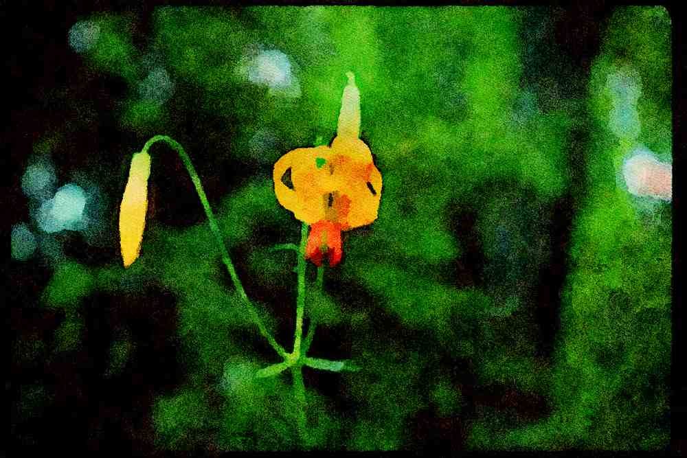 Wild Flowers Plants 013115 Yellow Tiger Lily A4 Limited Edition Watercolour Print