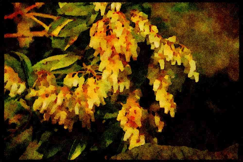 Wild Flowers Plants 013116 Tiny White Bell Flowers A4 Limited Edition Watercolour Print