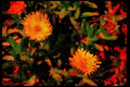 Wild Flowers Plants 013120 Yellow Ice Plant A4 Limited Edition Watercolour Print