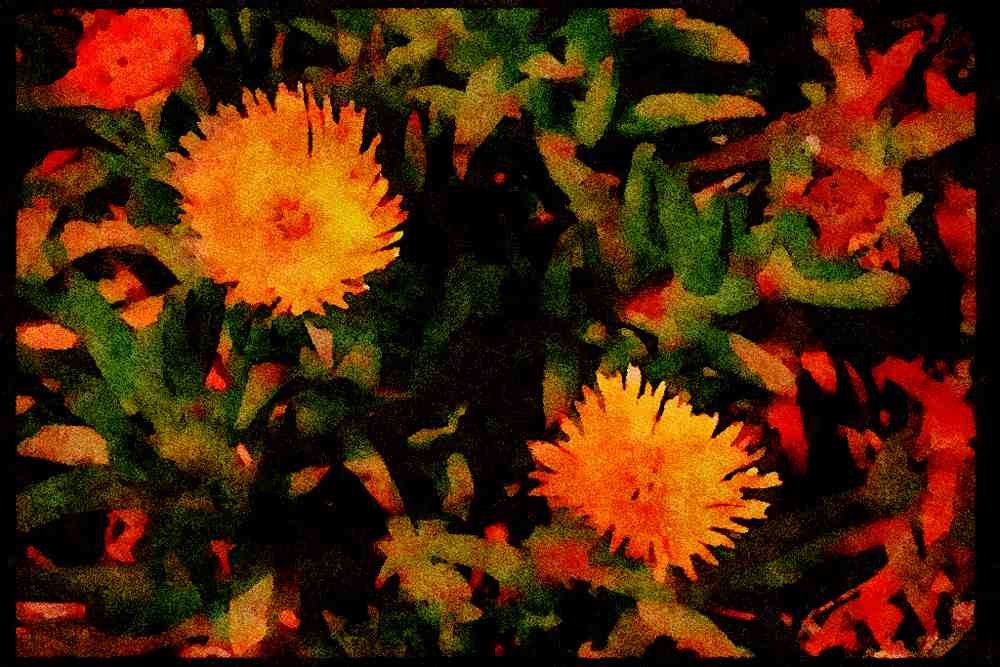 Wild Flowers Plants 013120 Yellow Ice Plant A4 Limited Edition Watercolour Print