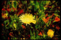Wild Flowers Plants 013121 White Ice Plant Blossom A4 Limited Edition Watercolour Print