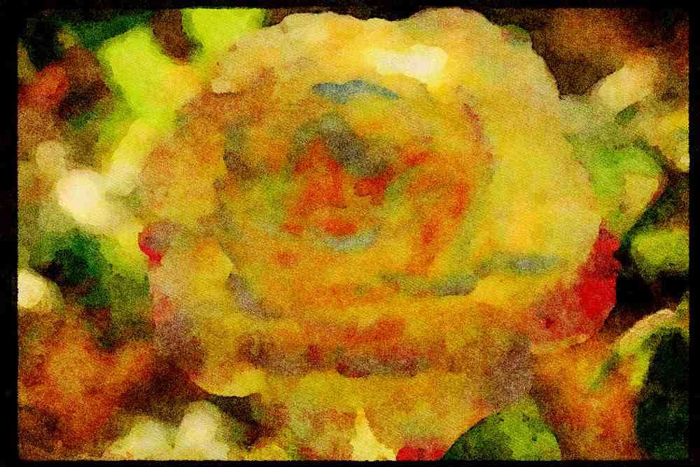 Wild Flowers Plants 013122 Yellow Rose With Pink Tinged Petals A4 Limited Edition Watercolour Print