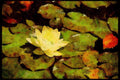 Wild Flowers Plants 013123 White Water Lily On Pads A4 Limited Edition Watercolour Print