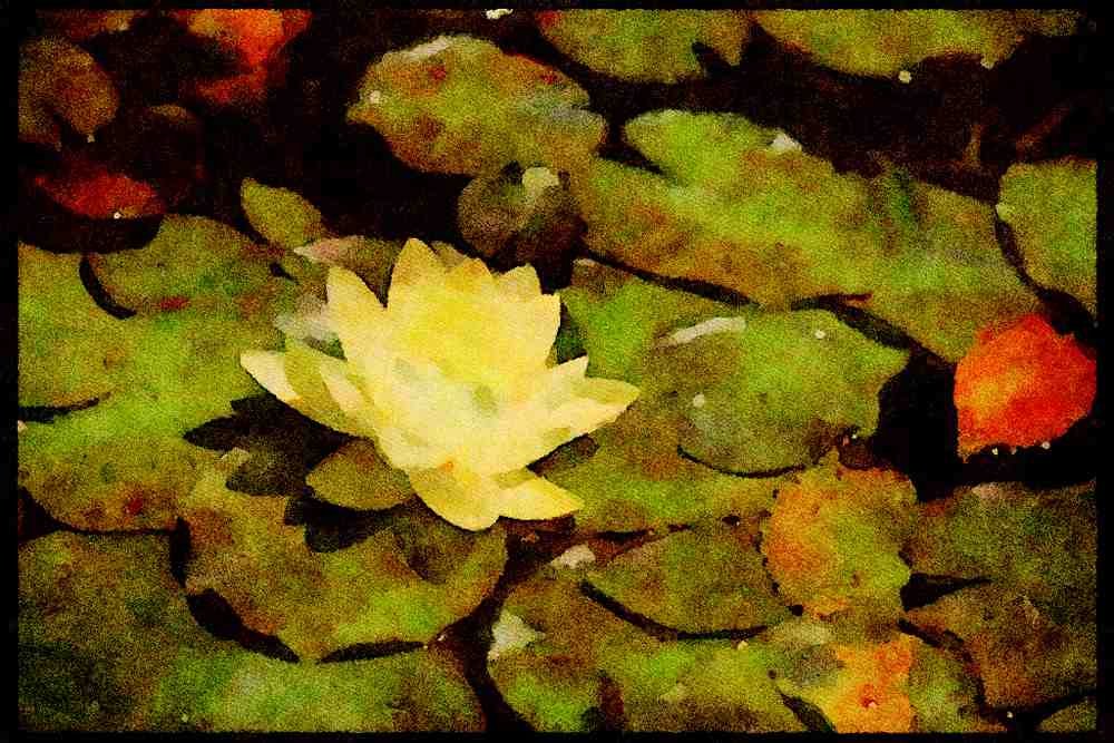 Wild Flowers Plants 013123 White Water Lily On Pads A4 Limited Edition Watercolour Print