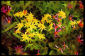 Wild Flowers Plants 013126 Yellow And Pink Flowers A4 Limited Edition Watercolour Print