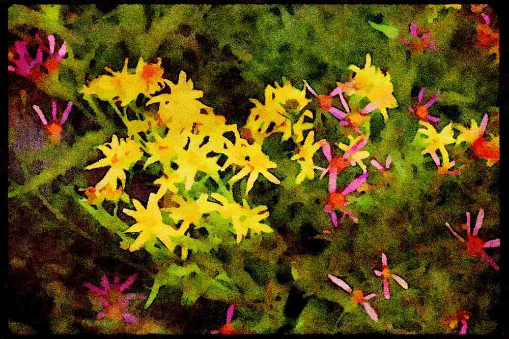 Wild Flowers Plants 013126 Yellow And Pink Flowers A4 Limited Edition Watercolour Print