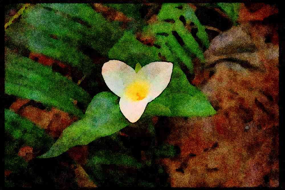 Wild Flowers Plants 013127 White Trillium A4 Limited Edition Watercolour Print