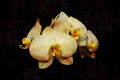 Wild Flowers Plants 013130 White Tropical Flower A4 Limited Edition Watercolour Print