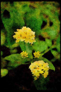 Wild Flowers Plants 013131 Clustered White Flowers With Yellow Centers A4 Limited Edition Watercolour Print