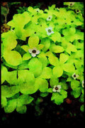 Wild Flowers Plants 013132 White Bunchberry A4 Limited Edition Watercolour Print