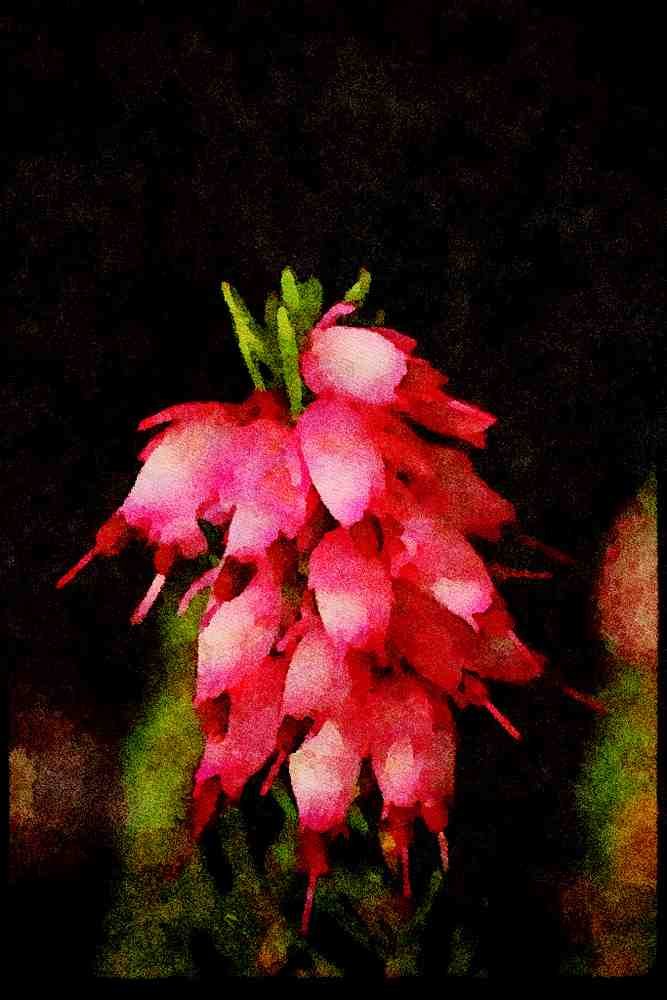 Wild Flowers Plants 013137 Pink Bell Shaped Cluster A4 Limited Edition Watercolour Print