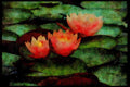 Wild Flowers Plants 013138 Pink Water Lilies A4 Limited Edition Watercolour Print