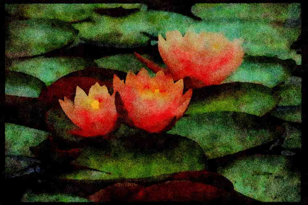 Wild Flowers Plants 013138 Pink Water Lilies A4 Limited Edition Watercolour Print