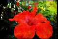 Wild Flowers Plants 013142 Red Hibiscus A4 Limited Edition Watercolour Print