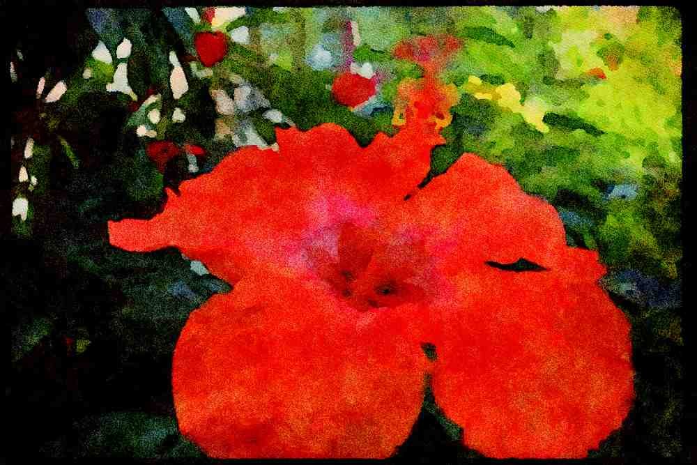 Wild Flowers Plants 013142 Red Hibiscus A4 Limited Edition Watercolour Print