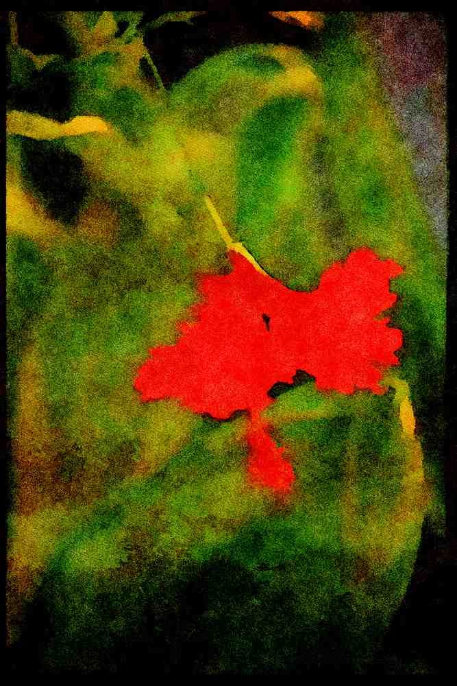 Wild Flowers Plants 013144 Red Ruffled Flower A4 Limited Edition Watercolour Print