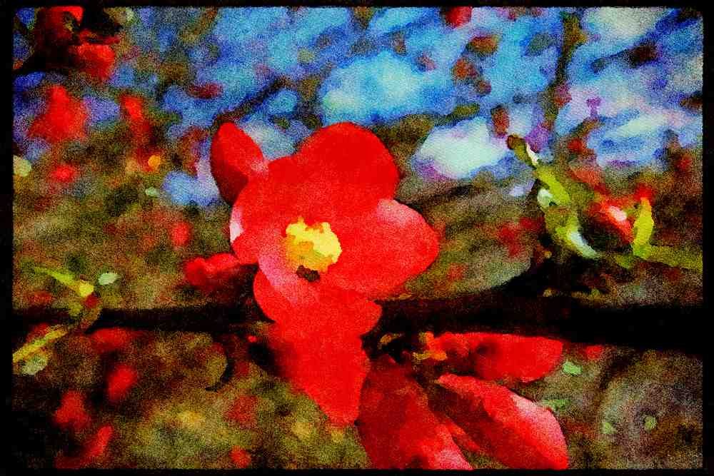 Wild Flowers Plants 013148 Red Flowering Quince A4 Limited Edition Watercolour Print