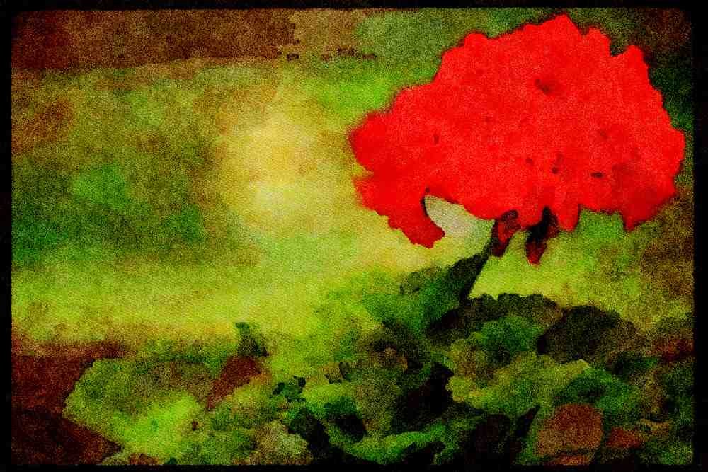Wild Flowers Plants 013149 Red Geranium Blossom A4 Limited Edition Watercolour Print