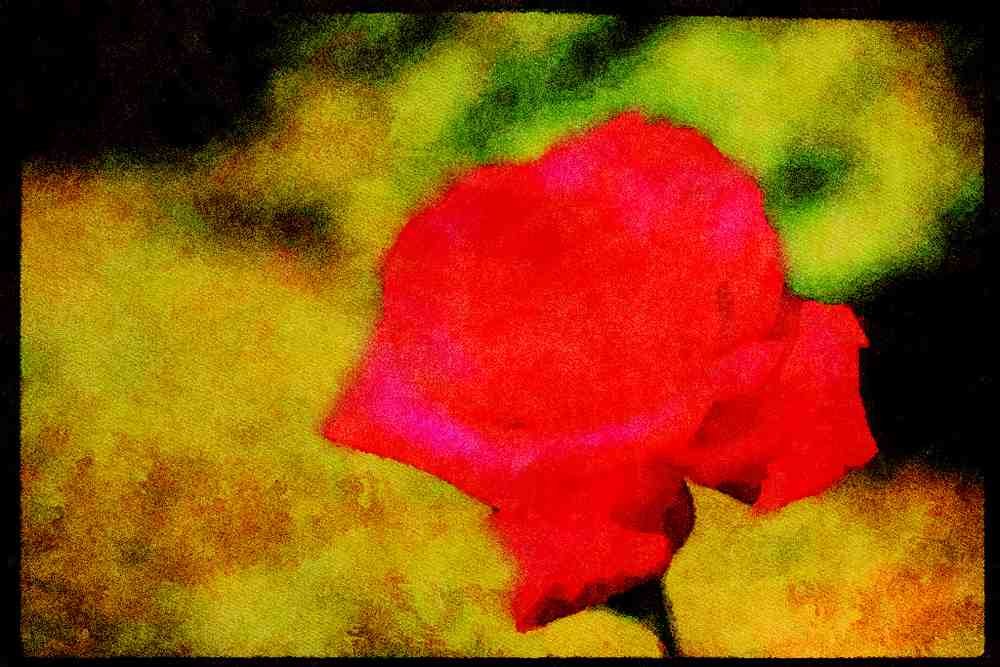 Wild Flowers Plants 013151 Red Rose A4 Limited Edition Watercolour Print