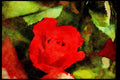 Wild Flowers Plants 013152 Red Rose, Partly Open A4 Limited Edition Watercolour Print