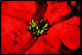 Wild Flowers Plants 013153 Red Poinsettia Close Up A4 Limited Edition Watercolour Print