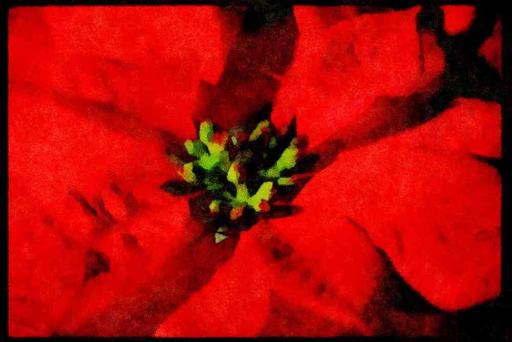 Wild Flowers Plants 013153 Red Poinsettia Close Up A4 Limited Edition Watercolour Print