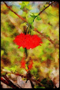 Wild Flowers Plants 013159 Red Flowers With Long Stamens A4 Limited Edition Watercolour Print