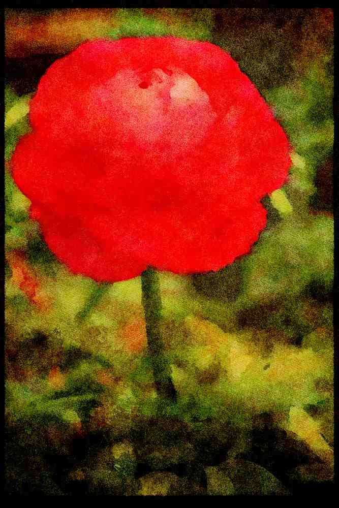 Wild Flowers Plants 013160 Red Ranunculus A4 Limited Edition Watercolour Print