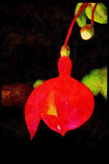 Wild Flowers Plants 013161 Red Fuchsia Blossom, Partly Open A4 Limited Edition Watercolour Print