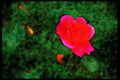 Wild Flowers Plants 013162 Deep Pink Rose A4 Limited Edition Watercolour Print