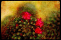 Wild Flowers Plants 013163 Pink Cactus Flower A4 Limited Edition Watercolour Print