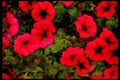 Wild Flowers Plants 013165 Deep Pink Petunias A4 Limited Edition Watercolour Print