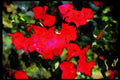 Wild Flowers Plants 013168 Reddish Pink Flowers A4 Limited Edition Watercolour Print