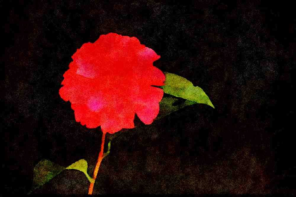 Wild Flowers Plants 013170 Single Pink Flower A4 Limited Edition Watercolour Print