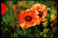 Wild Flowers Plants 013173 Pale Pink Poppies A4 Limited Edition Watercolour Print