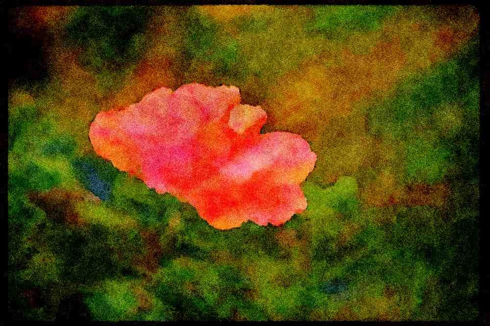 Wild Flowers Plants 013175 Pink Hibiscus A4 Limited Edition Watercolour Print