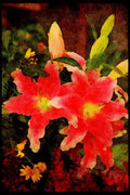 Wild Flowers Plants 013176 Pink Spotted Lilies A4 Limited Edition Watercolour Print