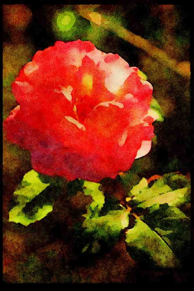 Wild Flowers Plants 013177 Old Fashioned Pink Rose A4 Limited Edition Watercolour Print
