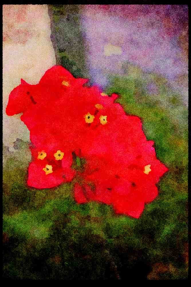 Wild Flowers Plants 013180 Red Flowers With Flower Stamens A4 Limited Edition Watercolour Print