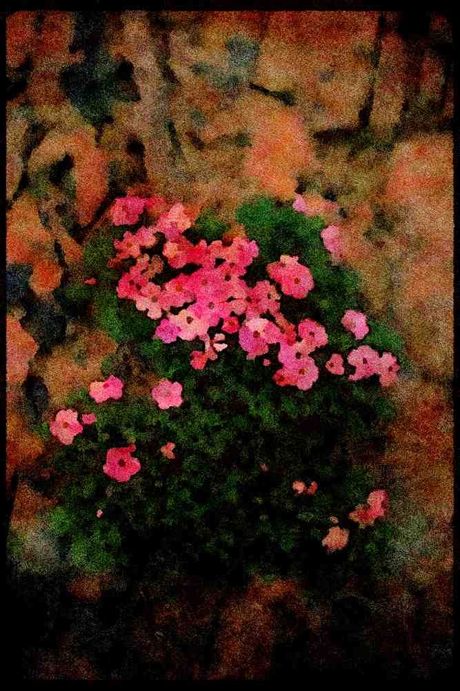 Wild Flowers Plants 013181 Small Pink Rock Flowers A4 Limited Edition Watercolour Print