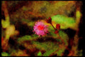 Wild Flowers Plants 013183 Delicate Pink Cluster Flower Close Up A4 Limited Edition Watercolour Print