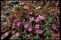 Wild Flowers Plants 013185 Low Growing Pink Wildflowers A4 Limited Edition Watercolour Print